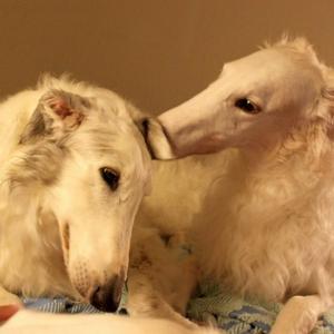 Universe Cat Drowning