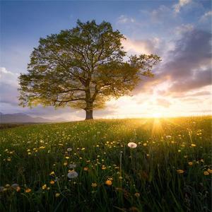 你扶琵琶奏琴弦