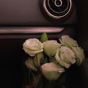 玫瑰花到了花期