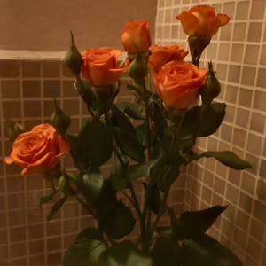 山有木兮（cover伦桑女生版）