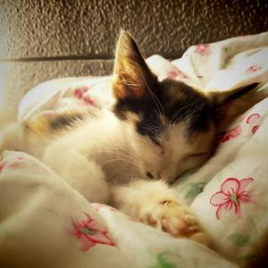 邓丽君 - 甜蜜蜜（大祁祁先生remix）