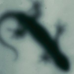 【FREE】last light