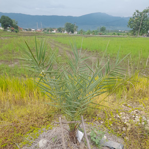 Kuningan Asri (Remastered 2024)