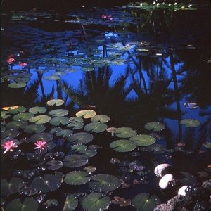 今晚月色真美(cover:姜云升)（翻自 Sukami楚楚）