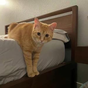 我想念（翻自 金志文）