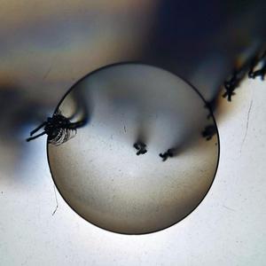 Wyłania się decyzja