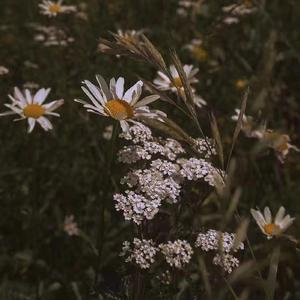 雏菊（prod.RoyalBoyBrazy）