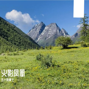 火影凤凰
