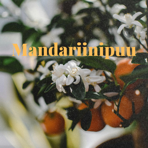 Mandariinipuu