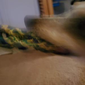 Ring Toy Spin (feat. A Dog)