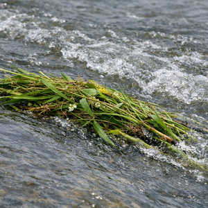 浮かぶ雑草のような