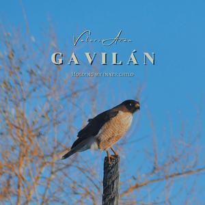 Gavilán