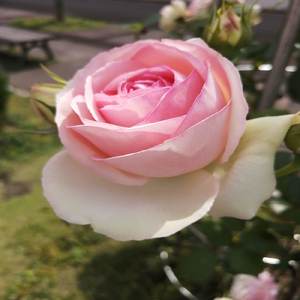 また抱きしめてあげる