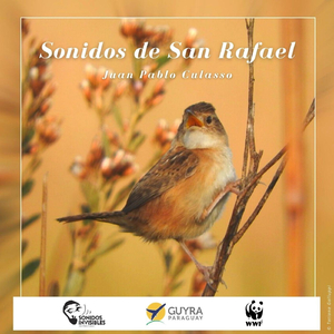 Chamaeza Campanisona