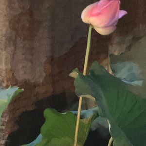 【静待回甘】AVA25.7.6cxsart