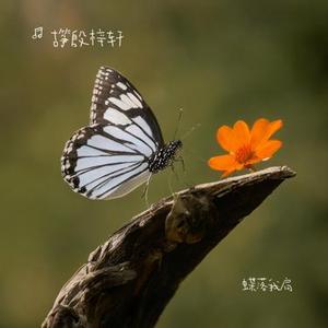 蝶落我肩