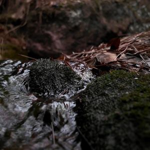 水擦过一小块苔藓