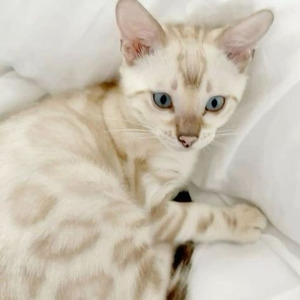 Smooth Operator (slowed)