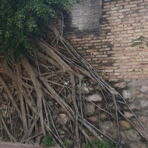 写给哥哥的生日歌