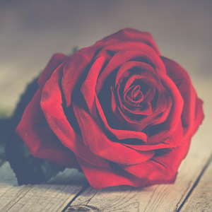 Rosa vermelha