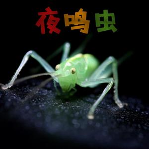 夜鸣虫