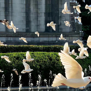 Sacred Play Secret Place（氛围版）