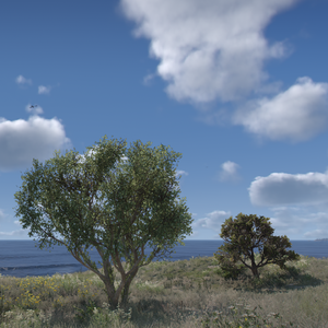 Natural Vision