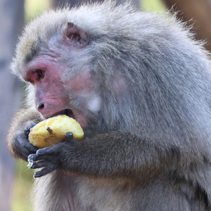 紅葉と白雪の約束