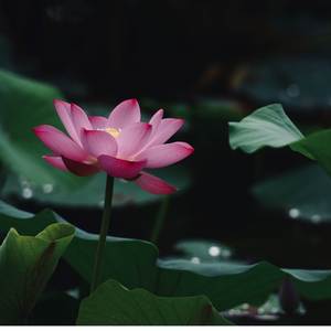 文我問佛唯美感人