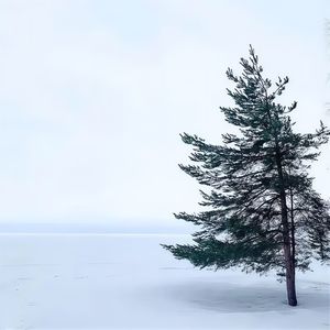 Душа моя кроха