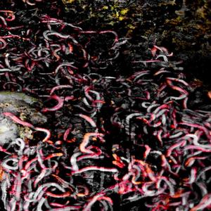 A Dose Of Worms