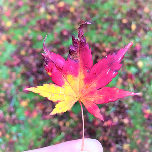 名前も知らないあの娘