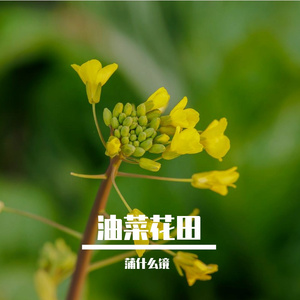 油菜花田