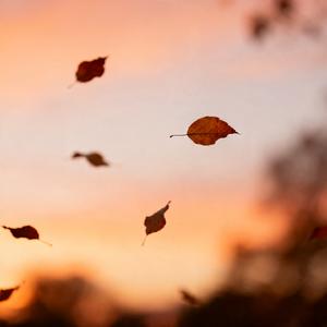 花开的季节你去了哪里
