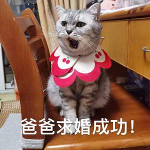 预计对张嬿仁的求婚会成功