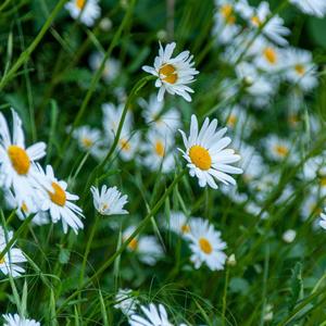 Daisy