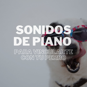 Piano Juguetón Para Cachorros
