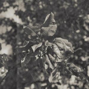 Pleached Magnolia (feat. Colin Usher)
