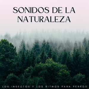 Latidos Para Perros