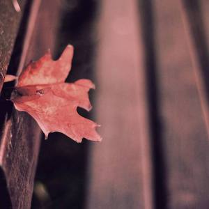 Flowers on the stool