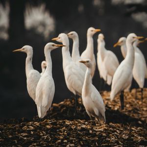 心灵之雾（Mist of the Mind）