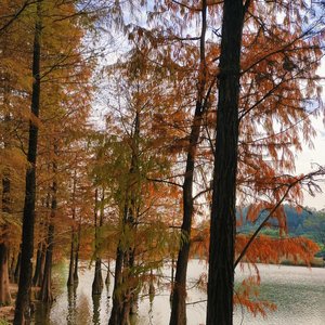 枫叶林的最后一次相约