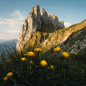 余温（等不到下一个春）