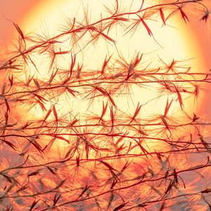 橘子海 (Orange Ocean)-夏日漱石（燃 remix）