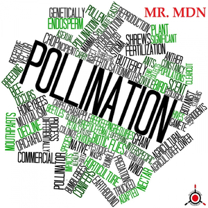 Pollination (Original Mix)