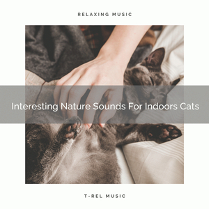Relaxing Woods Whispers For Your Cats