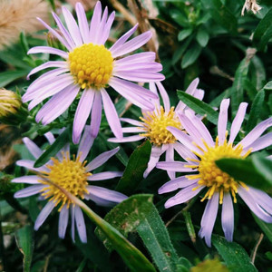 香格里拉（Cover 魏如萱）