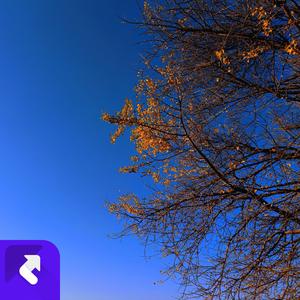 蓝色忧郁 (现场)