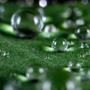 Nosotros Somos Los Únicos