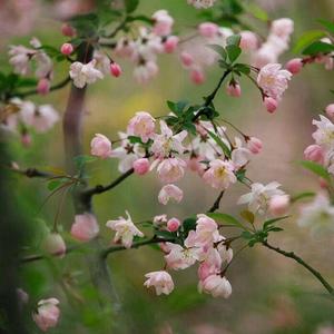 闲潭归去梦落花 伴奏